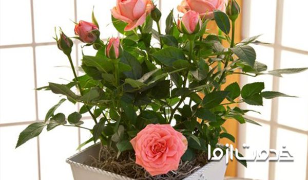 نورکافی و دمای مناسب